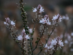 Asphodelus ramosus ramosus