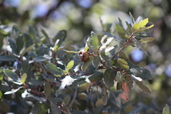 Quercus invaginata