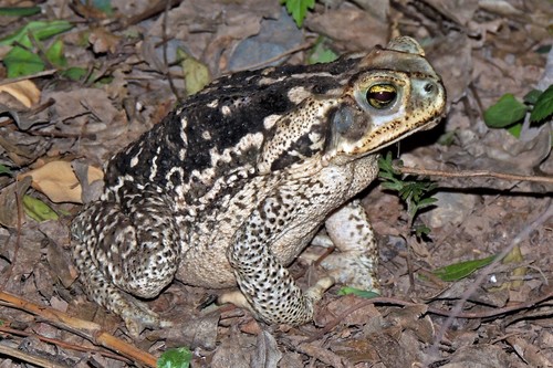 Cururu Toad, photo 6 of 7