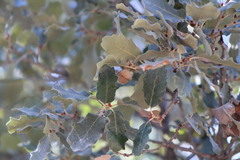 Quercus invaginata