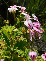 Pelargonium greytonense