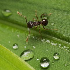 Pristomyrmex punctatus