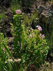 Pelargonium greytonense