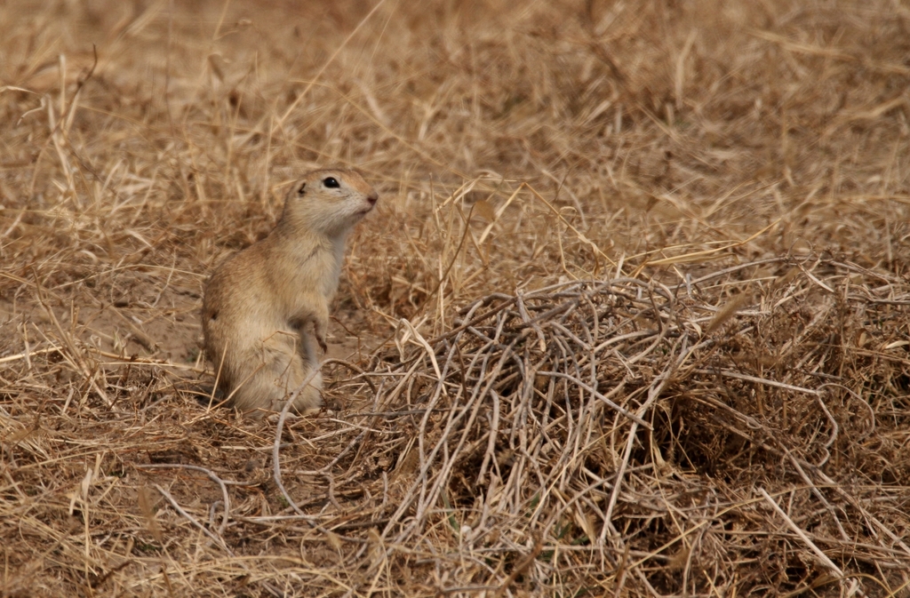 Daurian Ground Squirrel