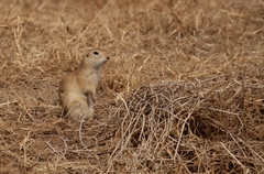 Spermophilus dauricus