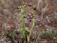 Ophrys speculum speculum
