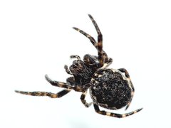 Nuctenea umbratica
