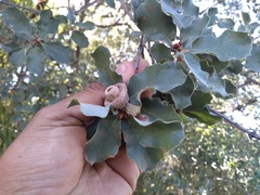 Quercus invaginata