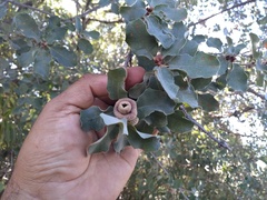 Quercus invaginata