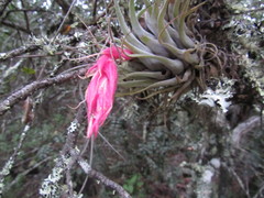 Tillandsia oaxacana
