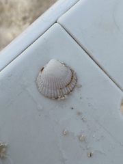 Tucetona