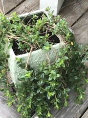 Nematanthus gregarius