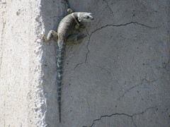 Sceloporus aureolus