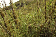 Chusquea tessellata