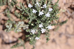 Teucrium albicaule