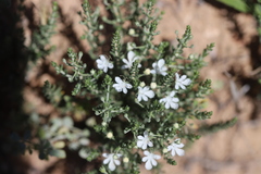 Teucrium albicaule