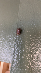 Halyomorpha halys