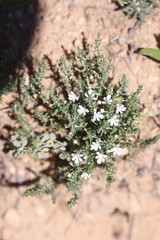 Teucrium albicaule