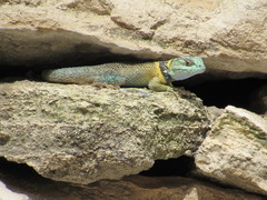 Sceloporus aureolus