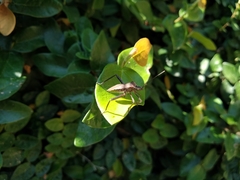 Phthiacnemia picta