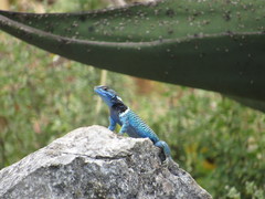Sceloporus aureolus