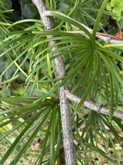 Sciadopityaceae