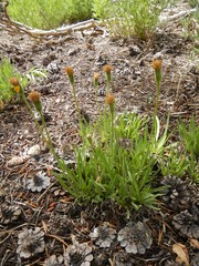 Raillardella scaposa