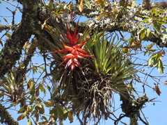 Tillandsia violacea