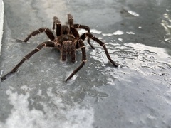 Cyrtopholis portoricae