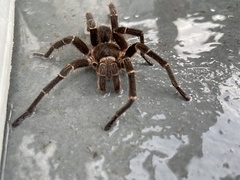 Cyrtopholis portoricae