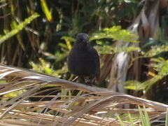 Cercotrichas podobe
