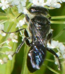 Astata unicolor
