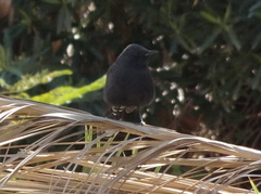 Cercotrichas podobe