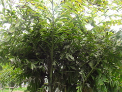 Caryota maxima