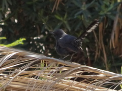 Cercotrichas podobe