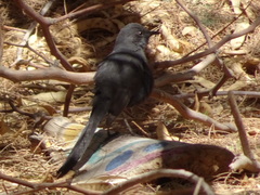 Cercotrichas podobe