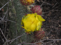 Opuntia huajuapensis
