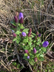 Gentiana catesbaei