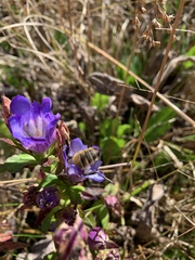 Gentiana catesbaei
