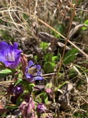Gentiana catesbaei