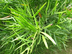 Afrocarpus gracilior