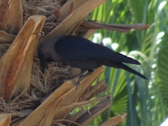 Corvus splendens
