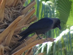 Corvus splendens