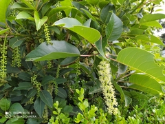 Banksia media