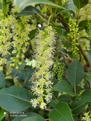 Banksia media