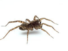 Pardosa