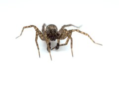 Pardosa
