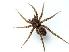 Pardosa