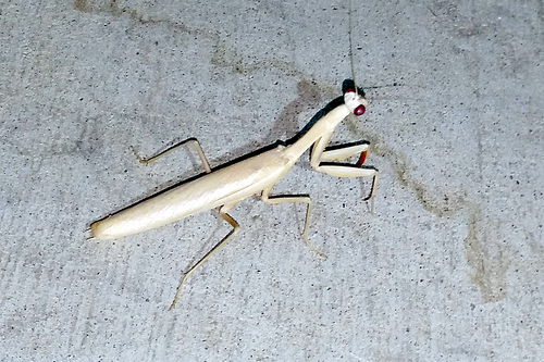 Mediterranean Mantis, Los Angeles County, US-CA, US, photo 9 of 10
