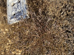 Euphorbia tomentulosa